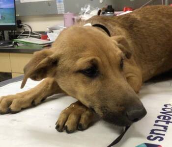 German Shepherd Dog and Mixed Breed Dogs Available for Adoption in Riverside, California - PIPER | PetCurious