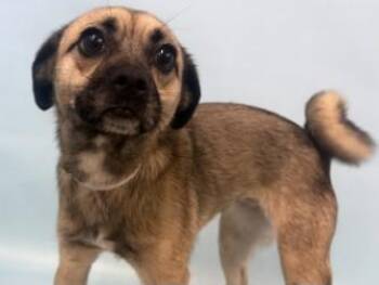 Paola -  Pug and Mixed Breed Dog for Adoption in Golden Valley, Minnesota - Paola | PetCurious