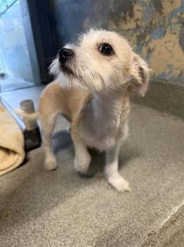 Chip -  Mixed Breed Dog for Adoption in Largo, Florida - Chip | PetCurious