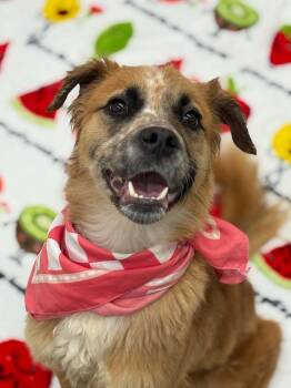 Flat Coated Retriever and Mixed Breed Dogs Available for Adoption in Oxford, Michigan - Birdie | PetCurious