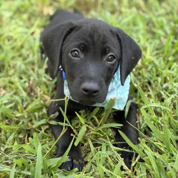 Deets -  Labrador Retriever and Hound Dog for Adoption in Rock Hill, South Carolina - Deets | PetCurious