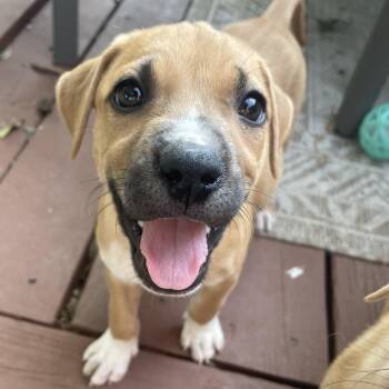 Moana -  Pit Bull Terrier Dog for Adoption in Krum, Texas - Moana | PetCurious