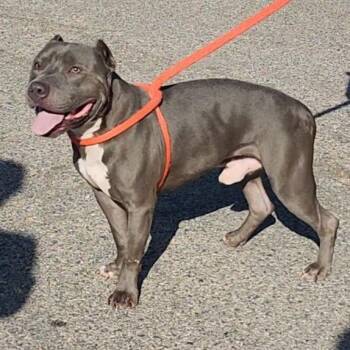 Tiger G -  Mixed Breed Dog for Adoption in Philadelphia, Pennsylvania - Tiger G | PetCurious