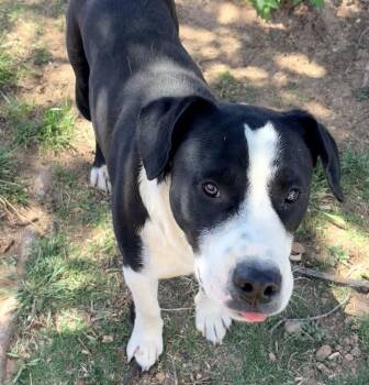 Pit Bull Terrier and Labrador Retriever Dogs Available for Adoption in Clovis, New Mexico - Chase | PetCurious