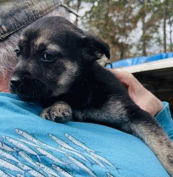 Golden Retriever and Mixed Breed Dogs Available for Adoption - Rocky | PetCurious