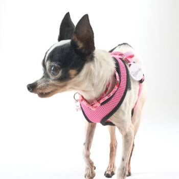 Chihuahua Dogs Available for Adoption in San Francisco, California - Paloma 14045 | PetCurious
