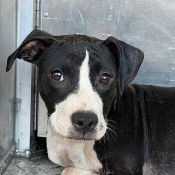 Venus -  Terrier Dog for Adoption in Greensboro, North Carolina - Venus | PetCurious