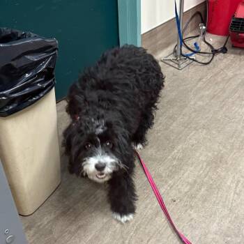 Isla -  Miniature Poodle and Maltese Dog for Adoption in Pasadena, California - Isla | PetCurious