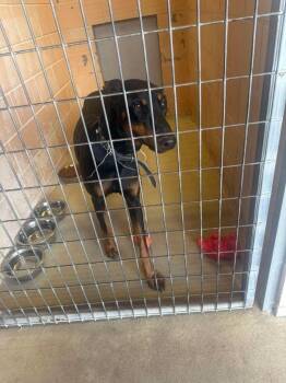 Doberman Pinscher Dogs Available for Adoption in New Braunfels, Texas - PJ | PetCurious