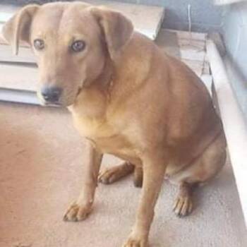 Rescue Yellow Labrador Retriever Dogs for Adoption in Phoenix, Arizona - Lexi | PetCurious