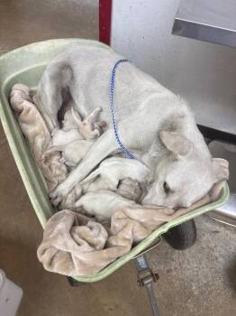 Affenpinscher and Mixed Breed Dogs Available for Adoption in Lockhart, Texas - Whisper | PetCurious