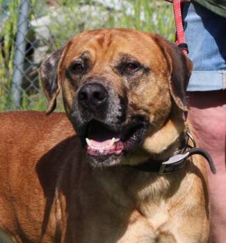 Rescue Mastiff Dogs for Adoption in Claremore, Oklahoma - OWEN | PetCurious