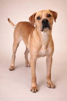 Labrador Retriever Dogs Available for Adoption in Ashland, Ohio - Joey | PetCurious