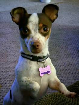 Freedom -  Chihuahua Dog for Adoption in Eugene, Oregon - Freedom | PetCurious