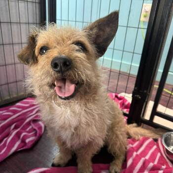 Border Terrier Dogs Available for Adoption - Little Man | PetCurious