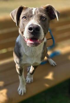 Mixed Breed Dogs Available for Adoption in Columbia, South Carolina - NORMAN | PetCurious