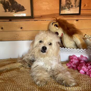 Chris -  Bichon Frise and Maltese Dog for Adoption in Vacaville, California - Chris | PetCurious