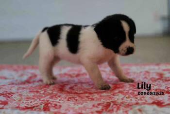 Rescue Border Collie and Labrador Retriever Dogs for Adoption in Seymour, Indiana - Penny