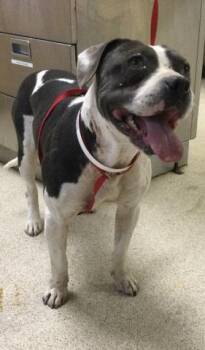 Pit Bull Terrier Dogs Available for Adoption in Riverside, California - MARGARITA | PetCurious