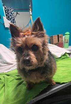 Penny -  Yorkshire Terrier Dog for Adoption in Leonardtown, Maryland - Penny | PetCurious