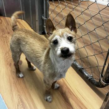 Bentley 4 -  Mixed Breed Dog for Adoption in Eustis, Florida - Bentley 4 | PetCurious