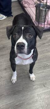Lotto -  Boxer and American Bully Dog for Adoption in Newburgh, New York - Lotto | PetCurious