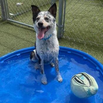 Bingo -  Australian Cattle Dog Blue Heeler and Mixed Breed Dog for Adoption in Northville, Michigan - Bingo | PetCurious