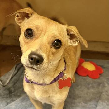 Chaparra 54204 -  Chihuahua and Mixed Breed Dog for Adoption in Las Vegas, Nevada - Chaparra 54204 | PetCurious