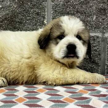 Rescue Great Pyrenees Dogs for Adoption in Wadena, Minnesota - Hunter | PetCurious