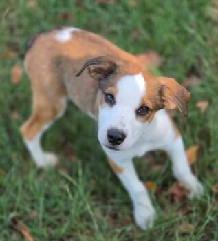 Mentora -  Beagle and Australian Cattle Dog Blue Heeler Dog for Adoption in Morrilton, Arkansas - Mentora | PetCurious