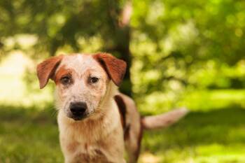 Australian Cattle Dog Blue Heeler and Mixed Breed Dogs Available for Adoption in Gradyville, Kentucky - Joey-Transport | PetCurious