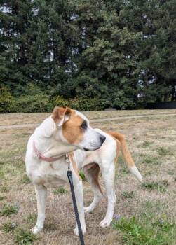 Buff -  Labrador Retriever and Terrier Dog for Adoption in Vancouver, Washington - Buff | PetCurious