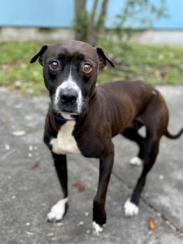 Mia -  Pit Bull Terrier and Mixed Breed Dog for Adoption in New Orleans, Louisiana - Mia | PetCurious