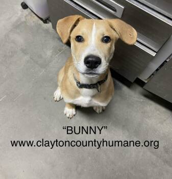 Rescue Labrador Retriever and Terrier Dogs for Adoption in Locust Grove, Georgia - Bunny | PetCurious