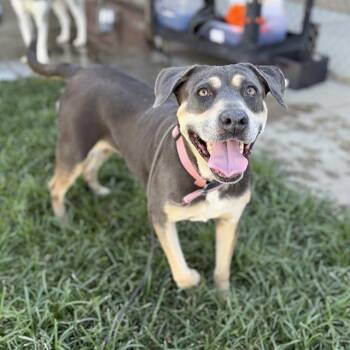 HERA -  Pit Bull Terrier Dog for Adoption in Modesto, California - HERA | PetCurious