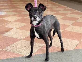 SANDWICH -  Terrier and Mixed Breed Dog for Adoption in Martinez, California - SANDWICH | PetCurious