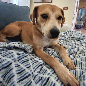 Key West -  Labrador Retriever Dog for Adoption in Columbia, South Carolina - Key West | PetCurious