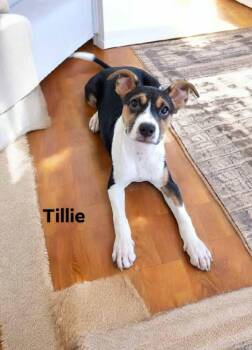 Rescue Rat Terrier and Jack Russell Terrier Dogs for Adoption in Eloise, Florida - Tillie | PetCurious