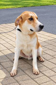 Calvin -  Labrador Retriever Dog for Adoption in Falls Creek, Pennsylvania - Calvin | PetCurious