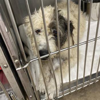 Poodle and Mixed Breed Dogs Available for Adoption in Abilene, Texas - Colette | PetCurious