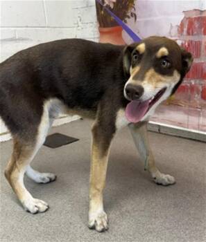 Doberman Pinscher Dogs Available for Adoption in San Bernardino, California - JONATHAN | PetCurious