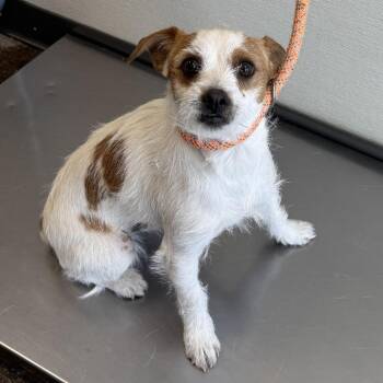 Mixed Breed Dogs Available for Adoption in Las Cruces, New Mexico - Hunter | PetCurious