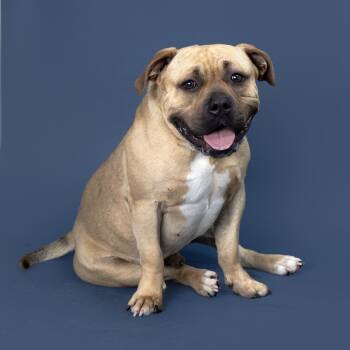 Rescue Mixed Breed Dogs for Adoption in Franklin, Tennessee - Eugene | PetCurious