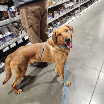 Shepherd Dogs Available for Adoption - Gus | PetCurious