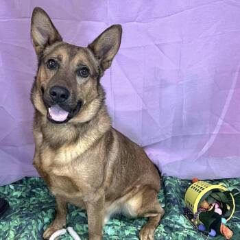 Shepherd and Mixed Breed Dogs Available for Adoption in Cedarburg, Wisconsin - Rex | PetCurious