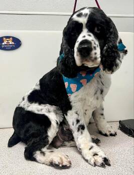 Cocker Spaniel Dogs Available for Adoption - Libby | PetCurious