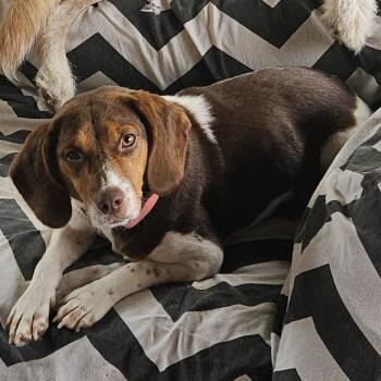 Rescue Beagle and Mixed Breed Dogs for Adoption - Nora | PetCurious