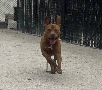 Rescue Pit Bull Terrier Dogs for Adoption in Philadelphia, Pennsylvania - Ramsey | PetCurious