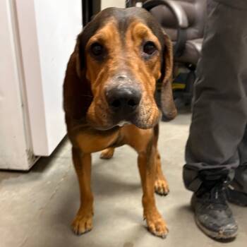 Rescue Coonhound Dogs for Adoption in Yuma, Arizona - Buster | PetCurious
