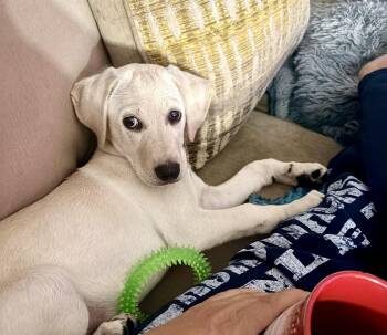 Carter -  Goldendoodle and Labrador Retriever Dog for Adoption - Carter | PetCurious